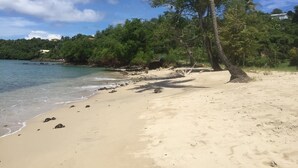 A beach with clear blue water, sandy shore, and a tree.