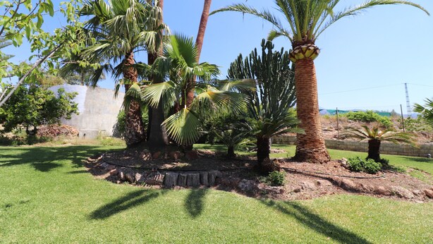 Ein angelegter Garten mit Palmen und einer Steinmauer.