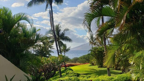 A lush garden with palm trees and a view of the ocean.