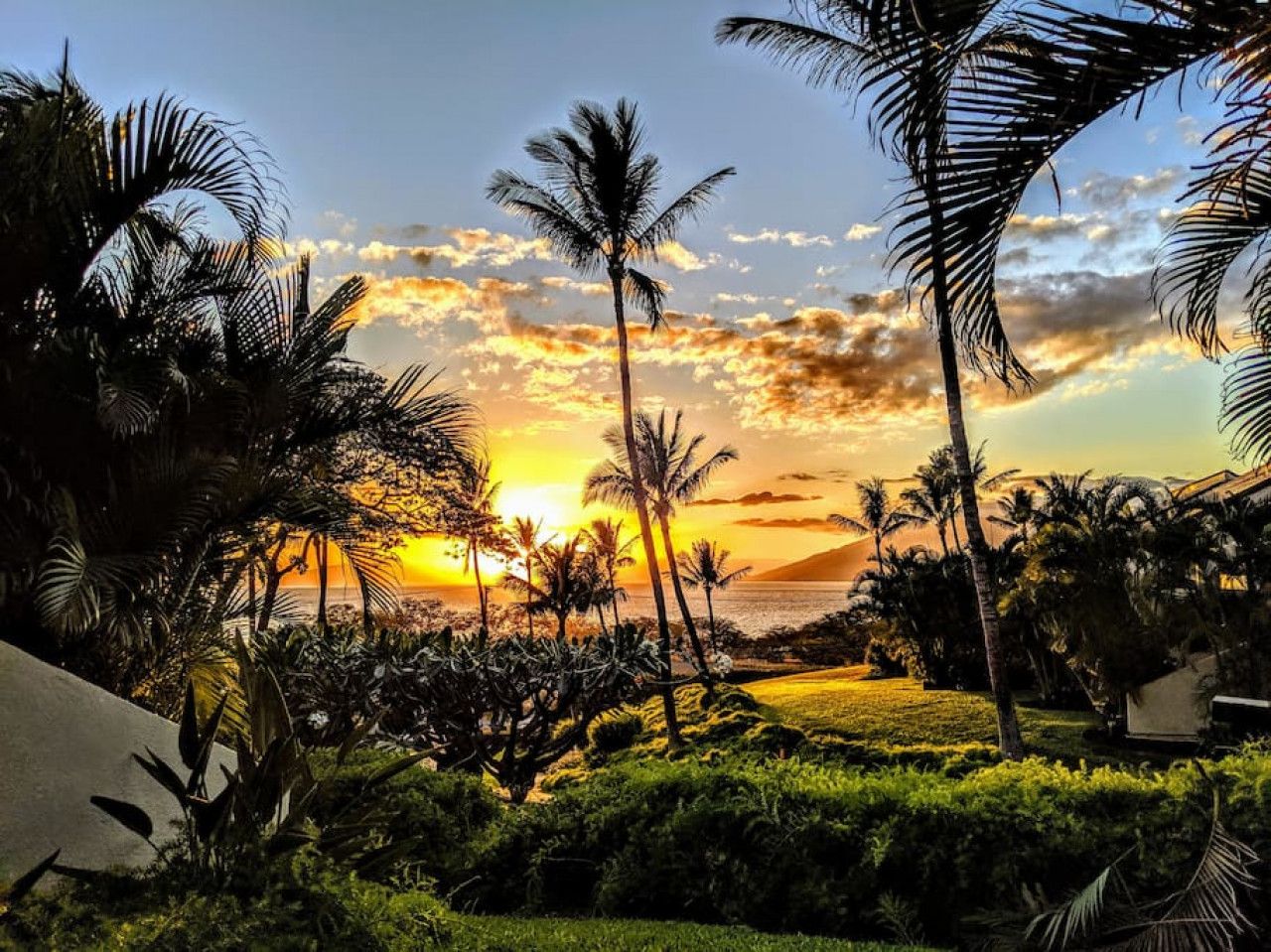 A tropical landscape with palm trees and a sunset over the ocean.
