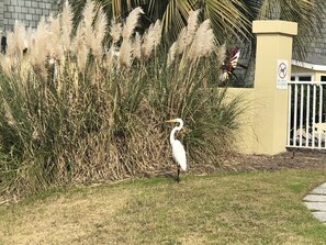 Ein weißer Reiher steht in einer grasbewachsenen Fläche mit dichter Vegetation. Im Hintergrund ist ein gelber Wand mit einem Schild 'No Pets Allowed' zu sehen.