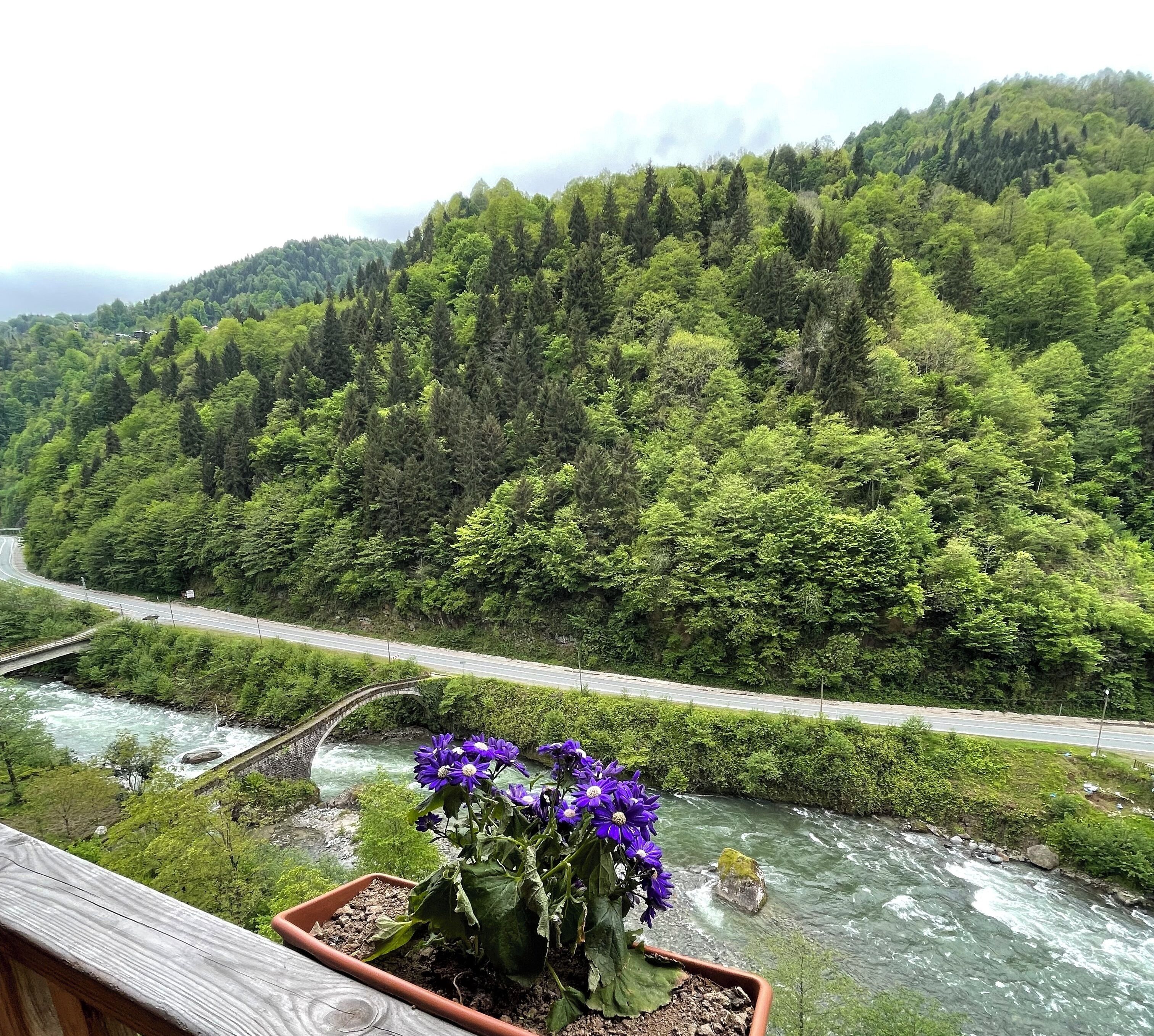 A river flowing through a forested area with a bridge and a road.