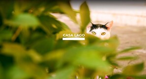 Unclassified image, 2 of 20, button - Casalago in Pisogne Bs (Pisogne)