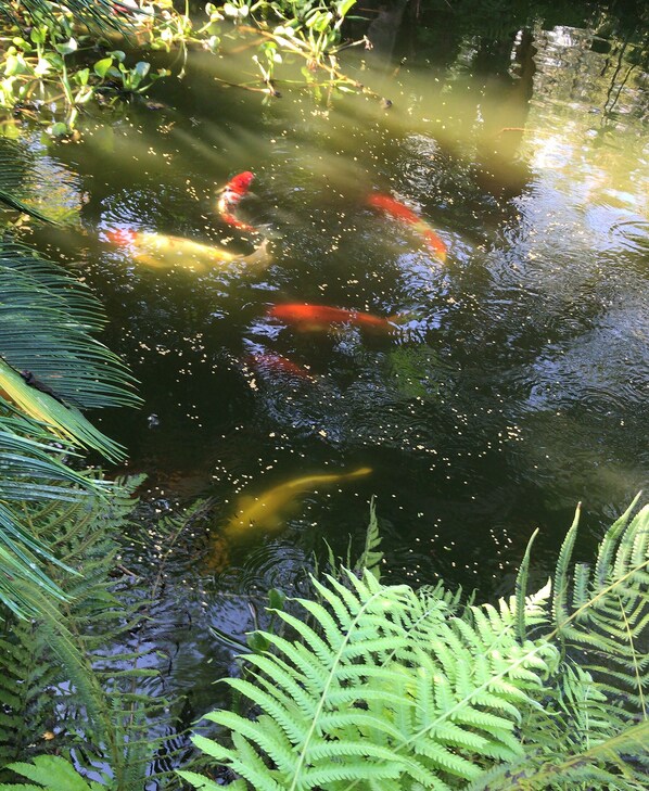 Beautiful Koi! All 7 of them over 15 years old.