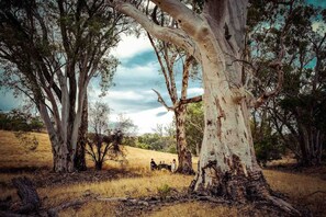A natural landscape with eucalyptus trees and a grassy field.