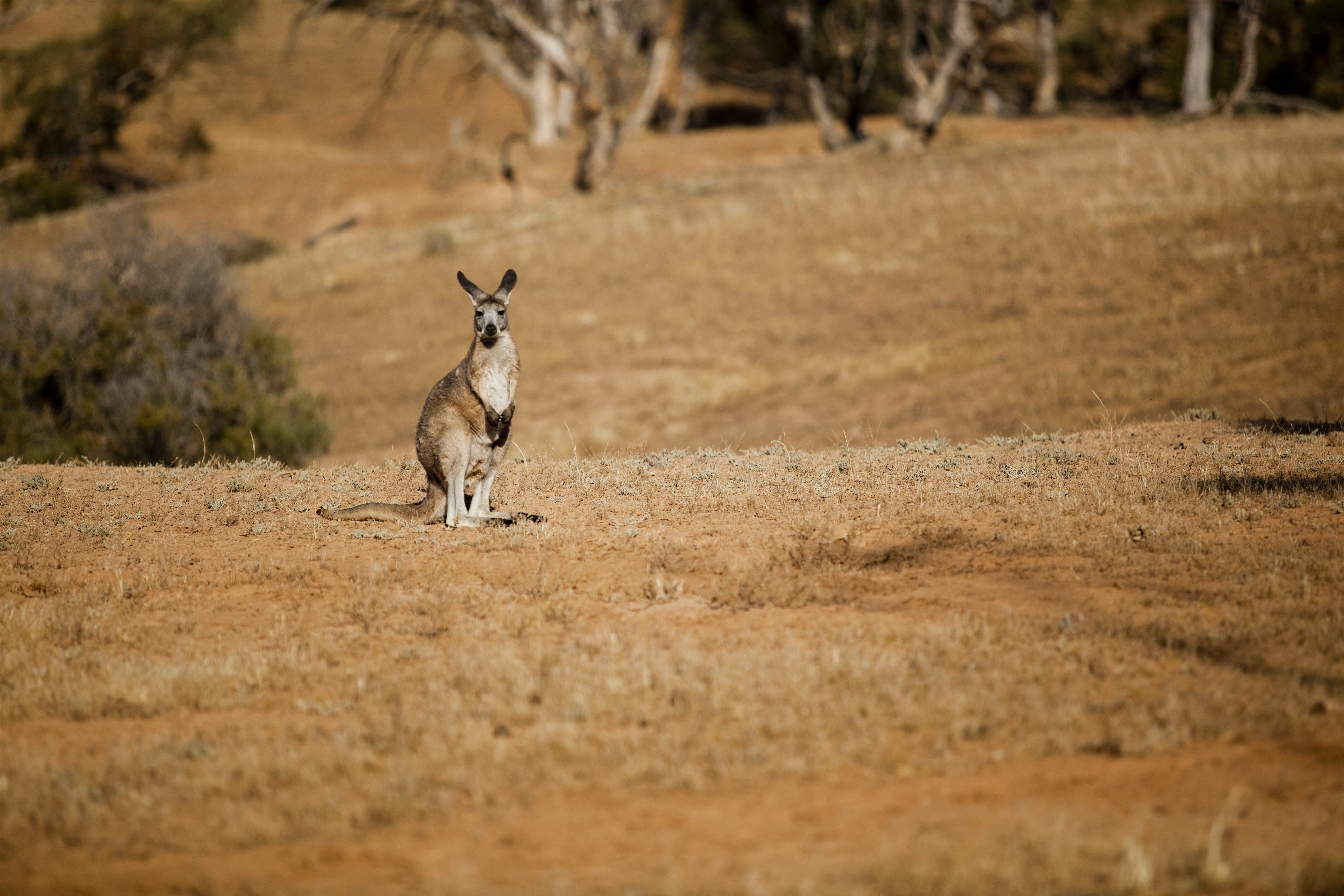 A kangaroo in a dry, open landscape with sparse vegetation and trees in the background.