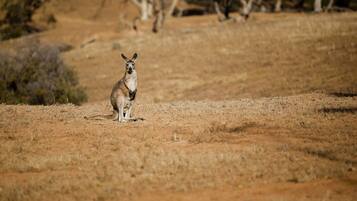 A kangaroo in a dry, open landscape with sparse vegetation and trees in the background.