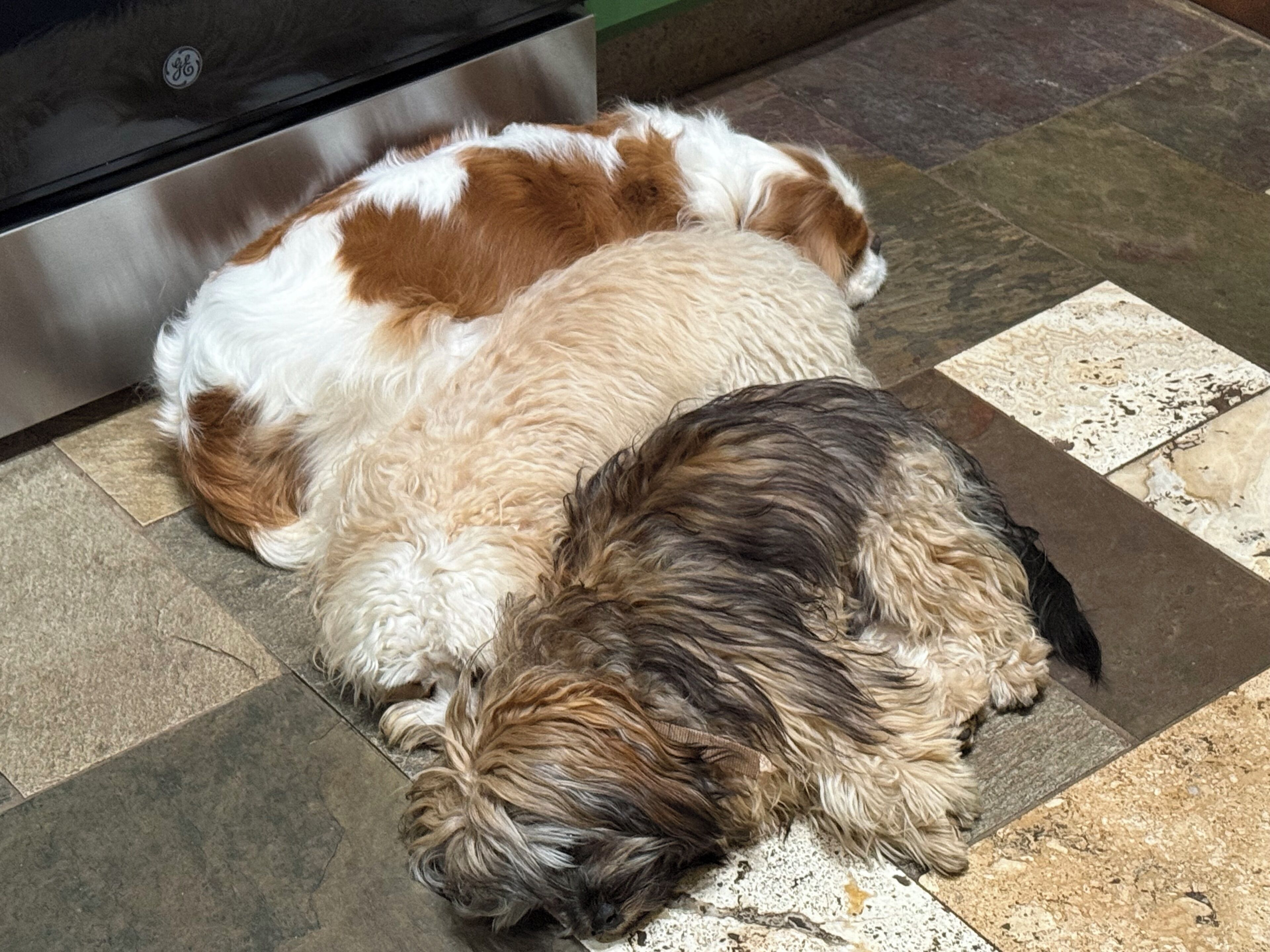 Two dogs lying on a tiled floor near a stainless steel appliance.