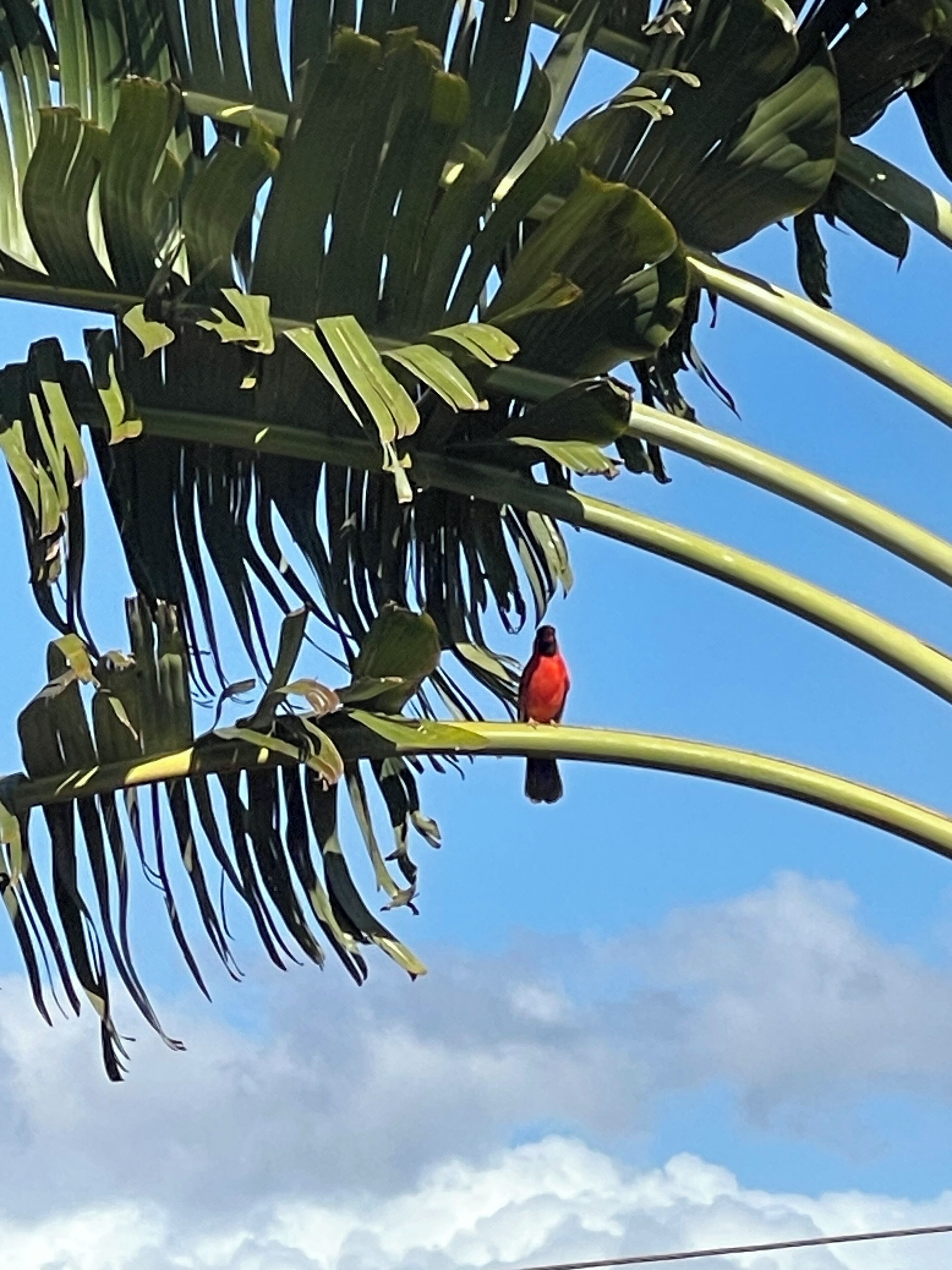 A bird perched on a plant branch.
