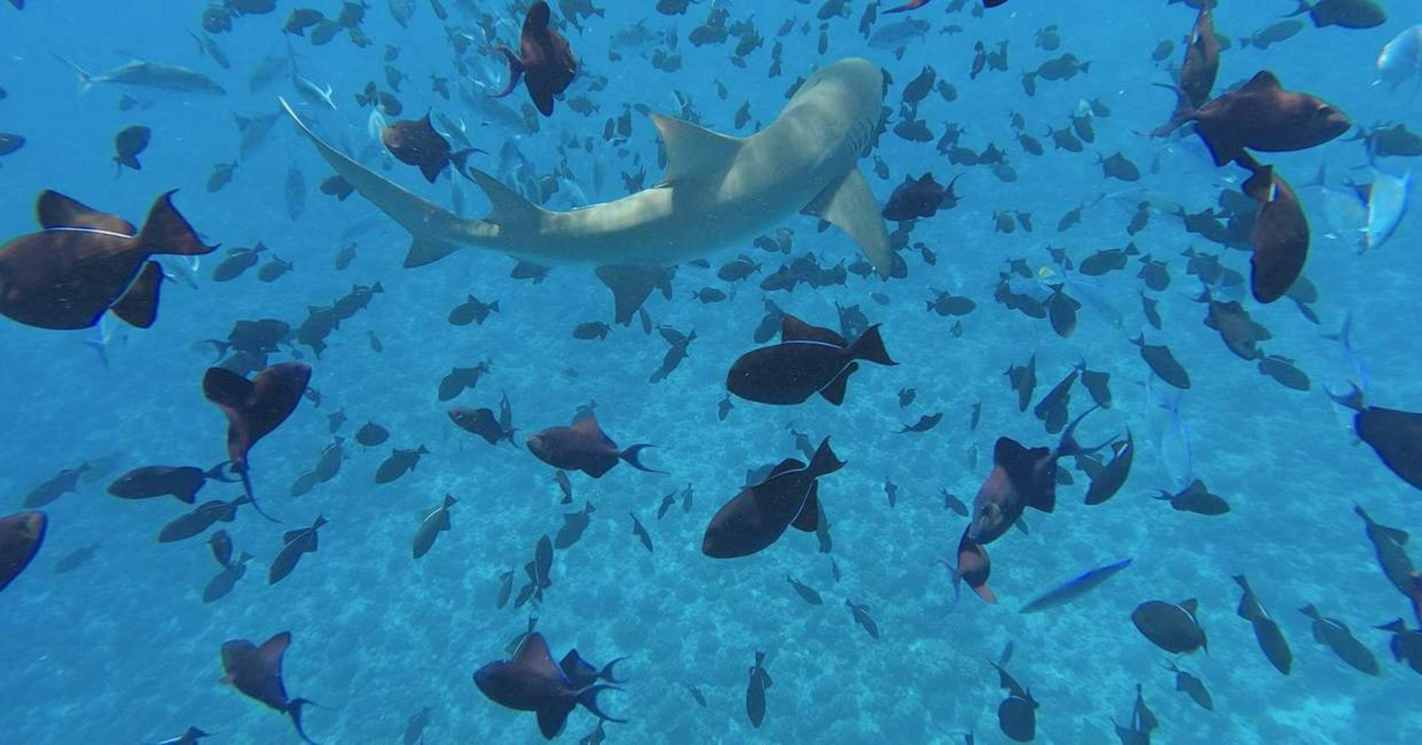 Foto - Bora Bora Holiday's Lodge and Villa