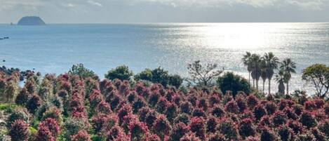 A coastal landscape with a variety of trees and shrubs, a clear sky, and a distant island.