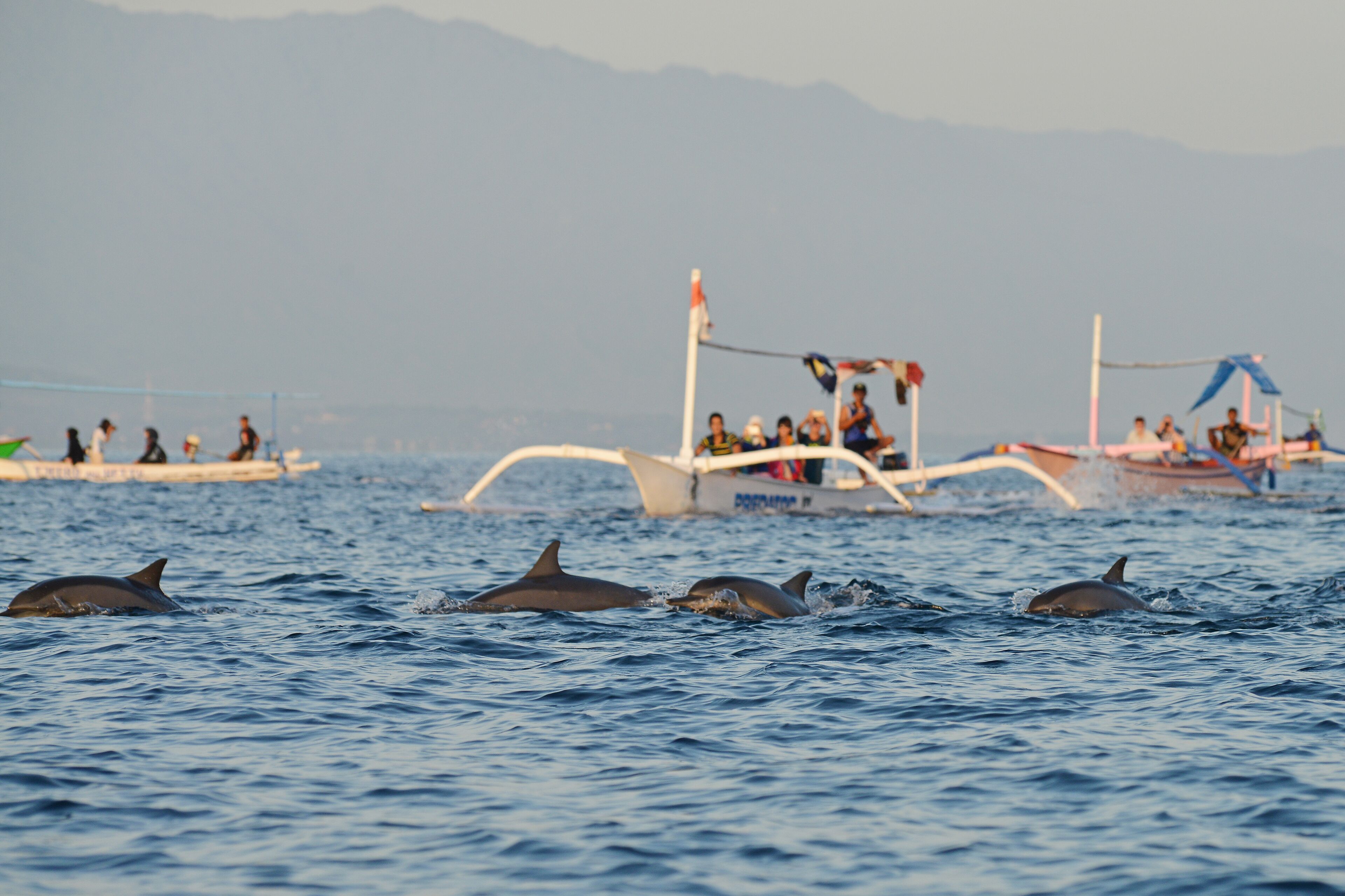 A boat with people on it, dolphins in the water, and mountains in the background.