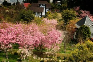 Una casa tradicional con fachada de madera blanca y oscura, rodeada de abundante vegetación y árboles de cerezo.