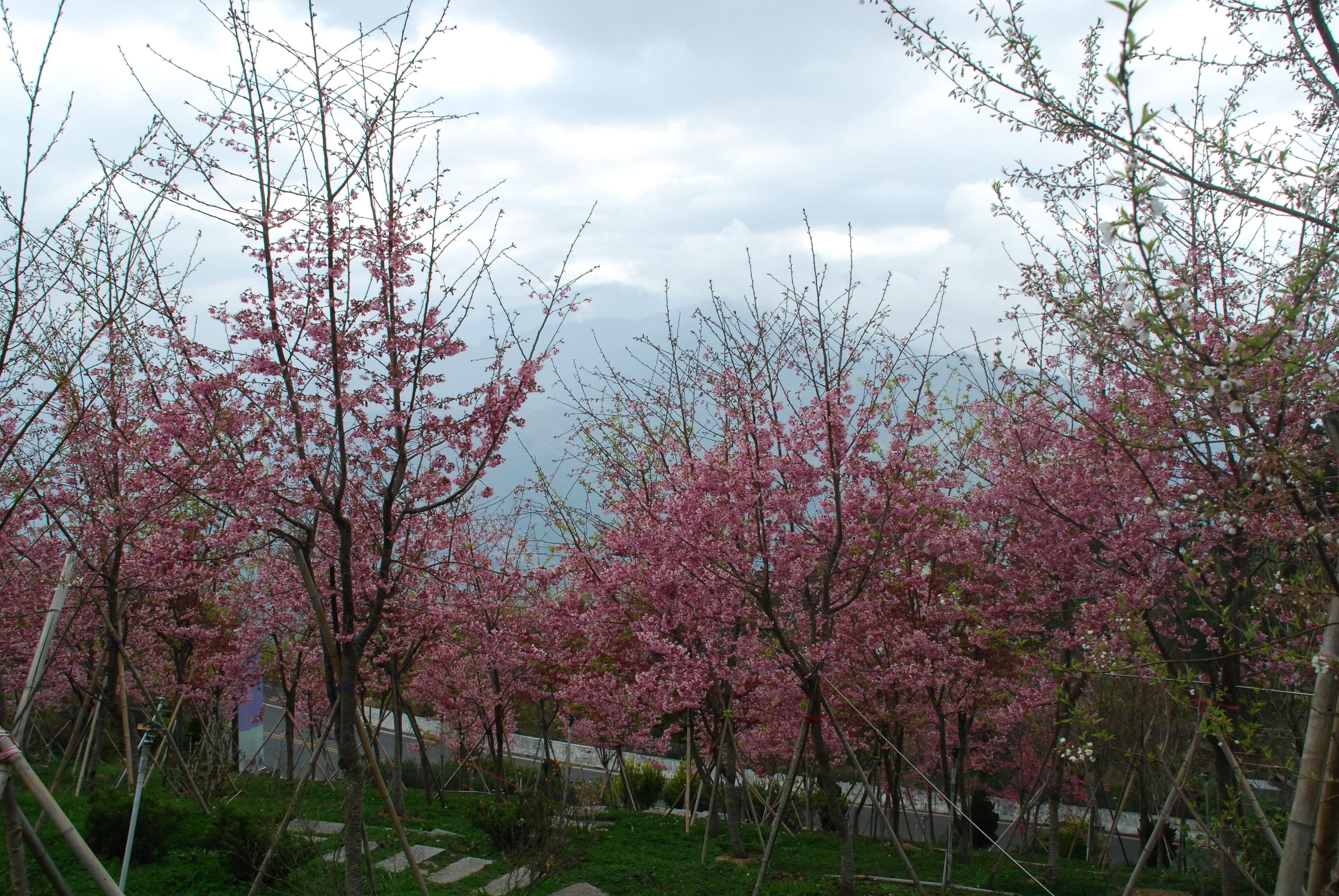 A garden with cherry blossom trees.
