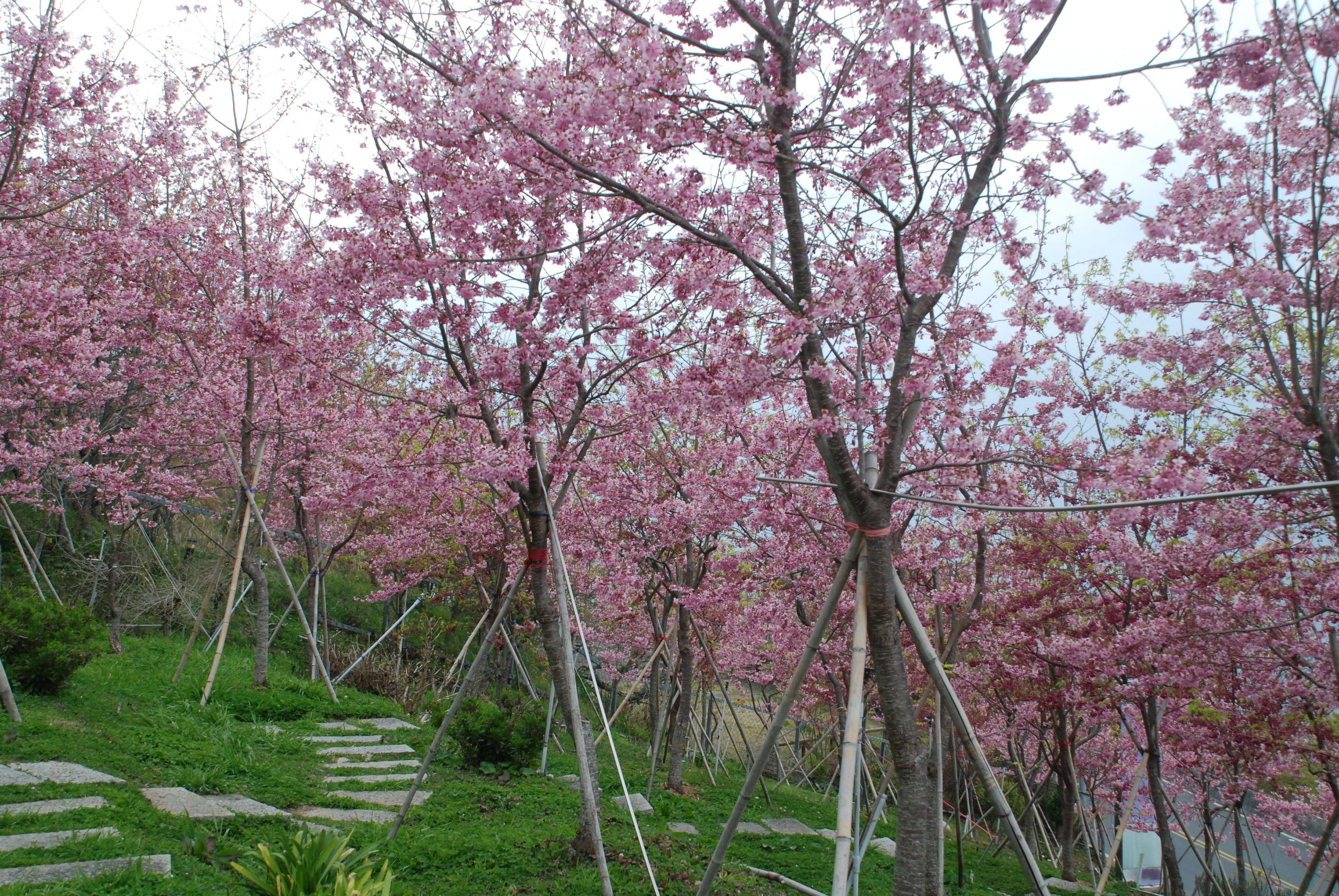 花園