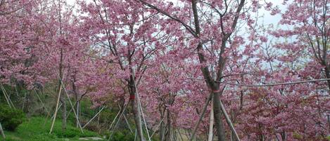 花園