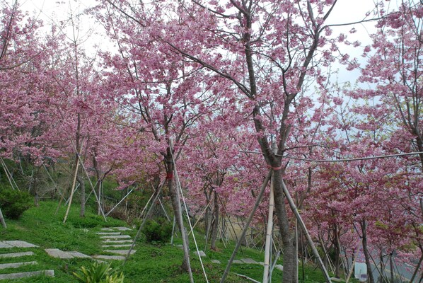 A garden with cherry blossom trees, stone pathways, and green grass. - Liching Garden Villa (Ren'ai)