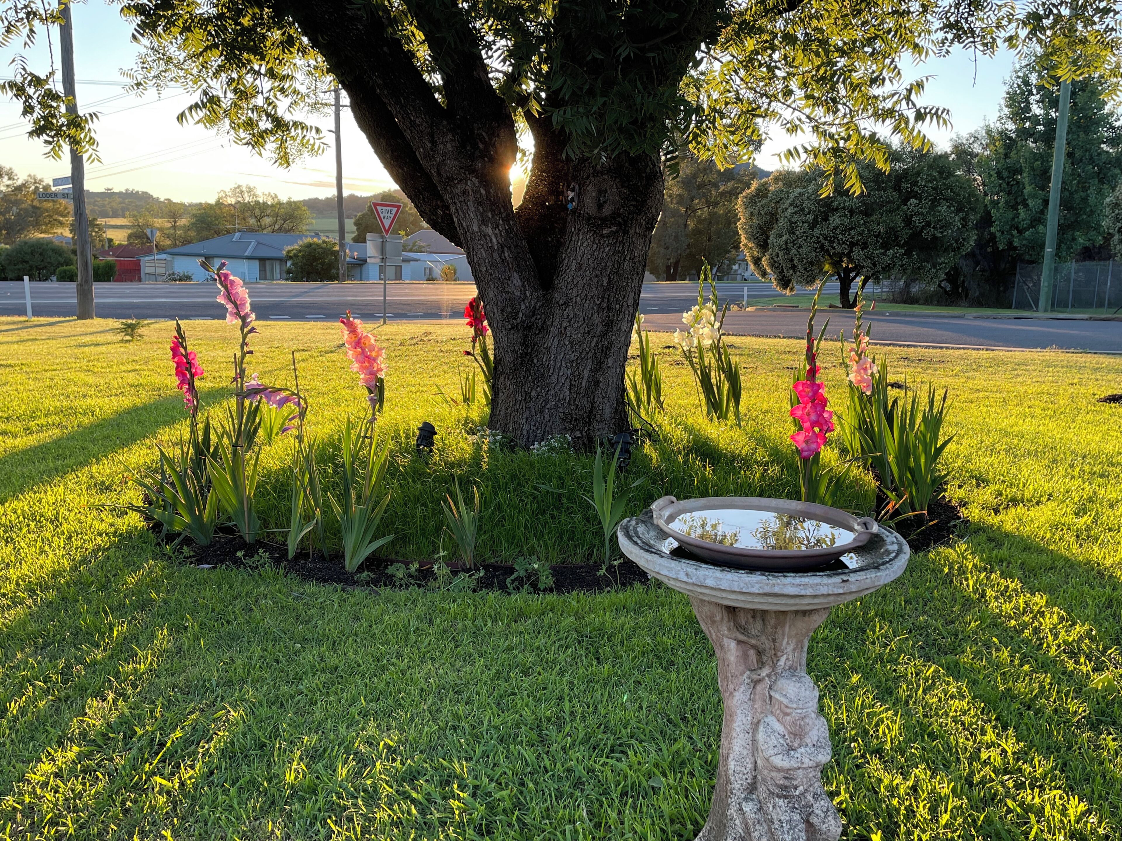 A tree-lined garden with a birdbath and flowering plants.