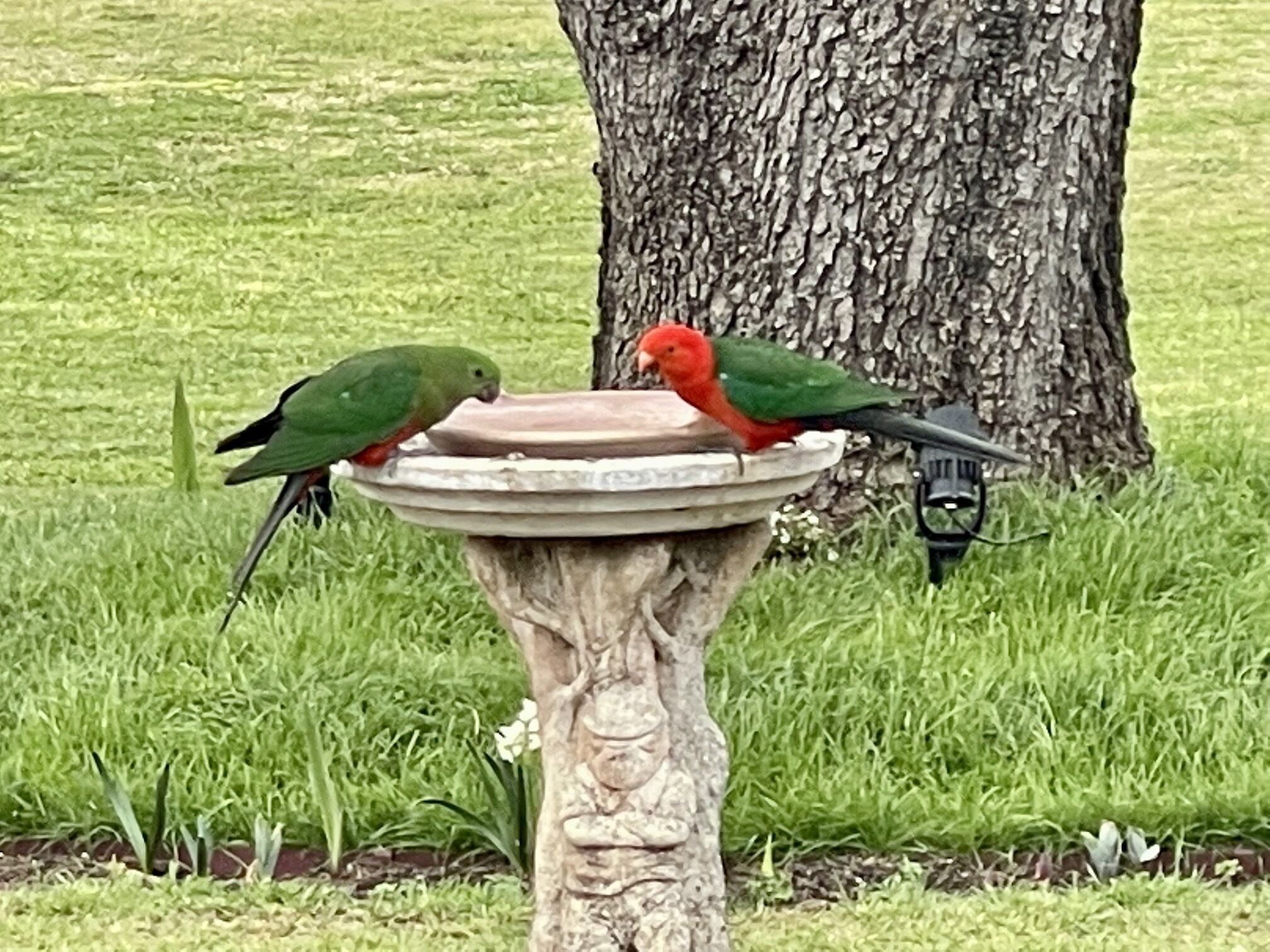 Dos loros en un bebedero para pájaros, con un árbol al fondo.