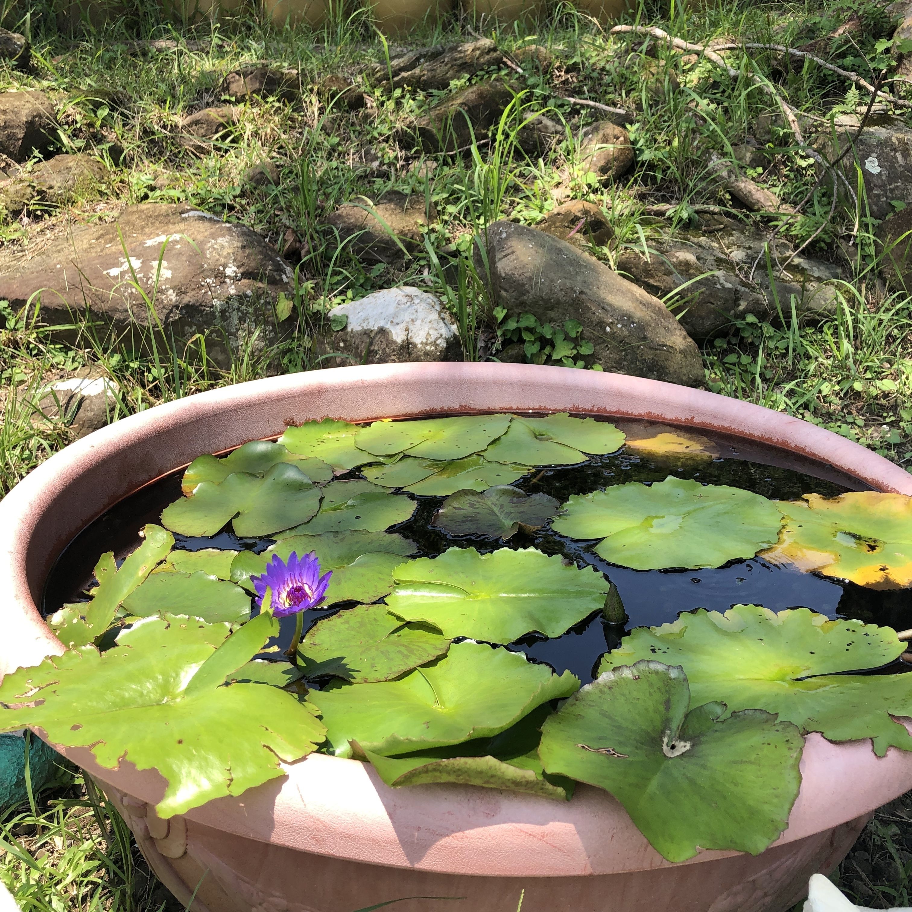 A potted water garden with a single purple water lily and green lily pads.