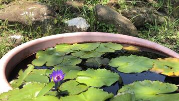 A potted water garden with a single purple water lily and green lily pads.
