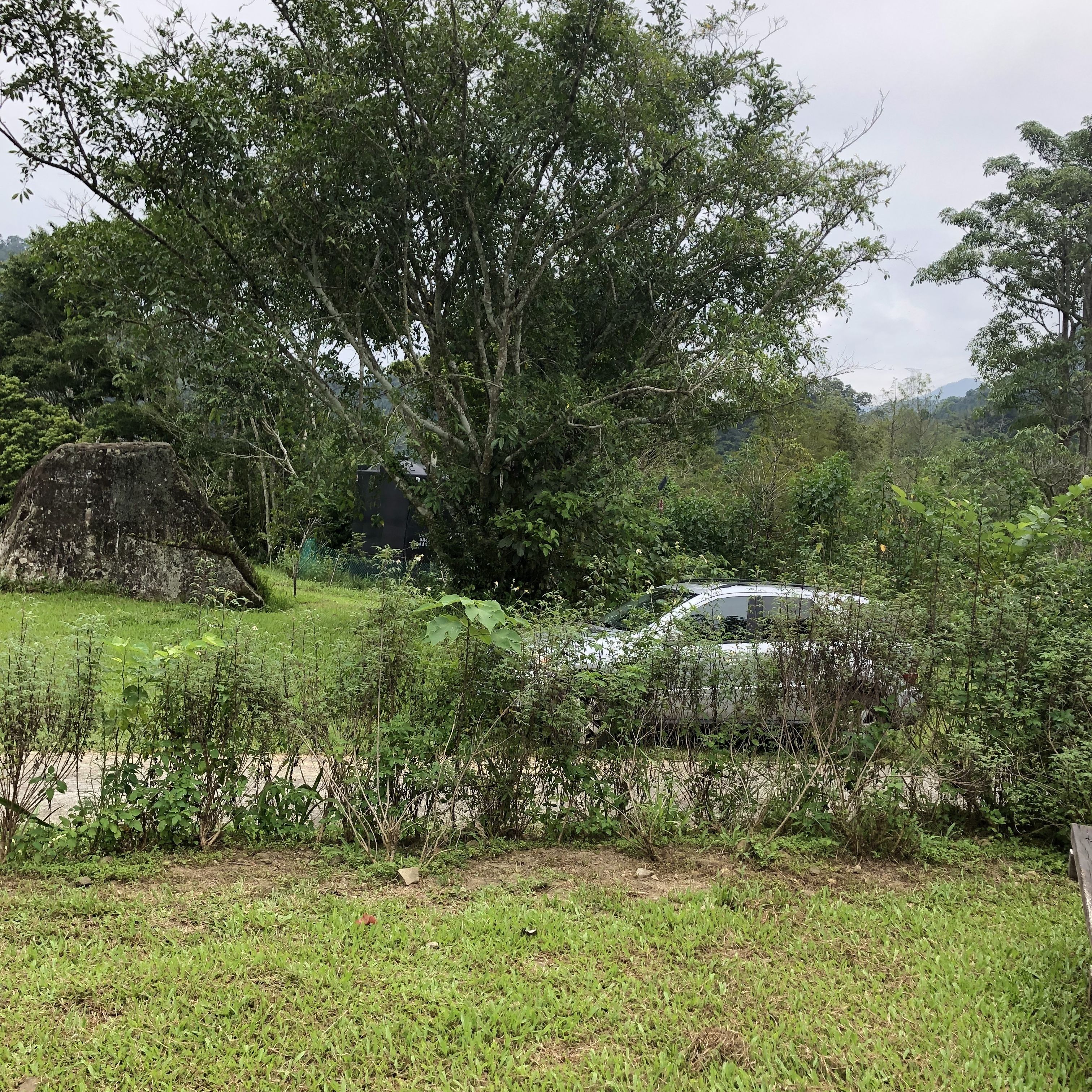 Un paisaje rural con un coche blanco estacionado cerca de un gran árbol y una construcción con techo de paja.