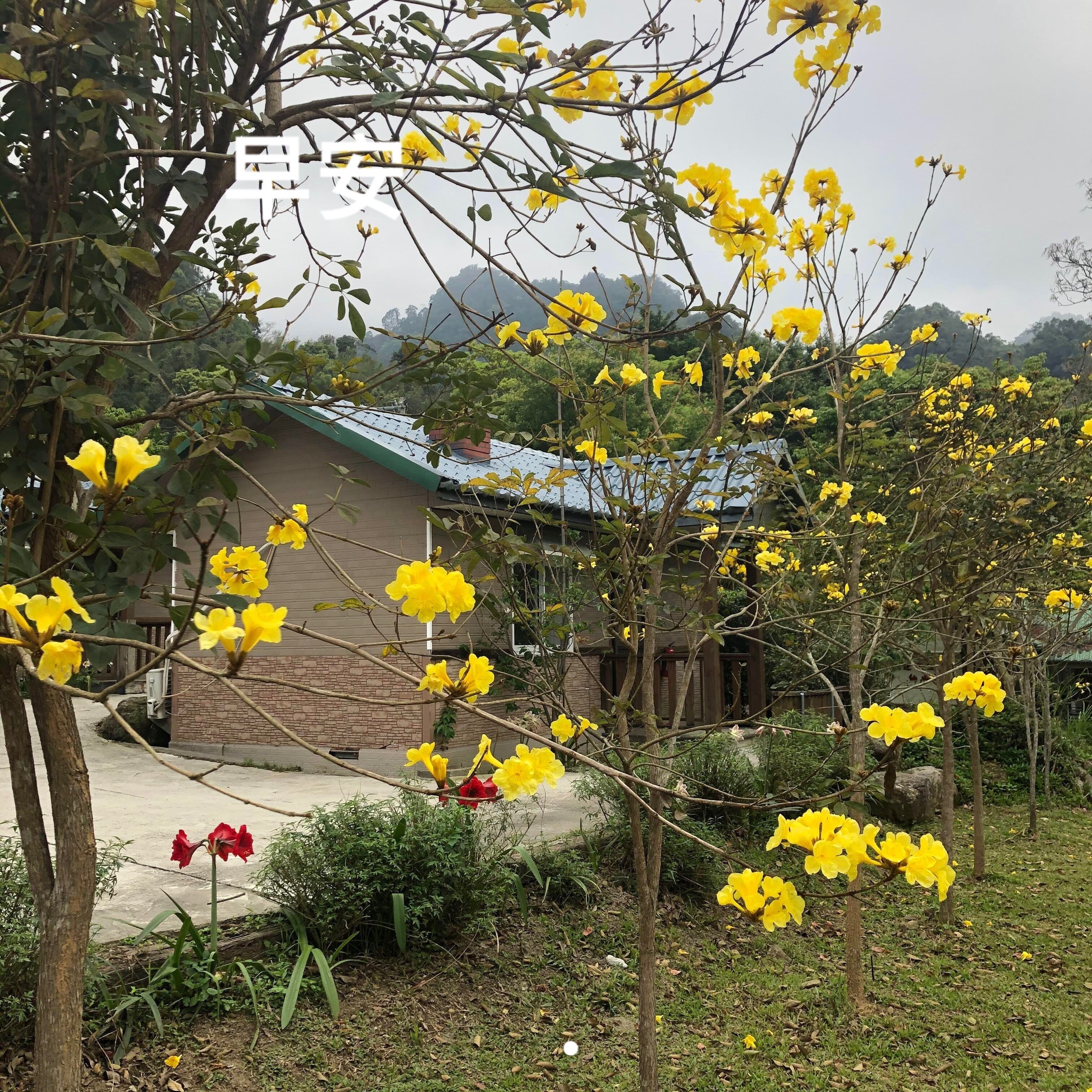 Um jardim com flores amarelas e um edifício com telhado de azulejos.