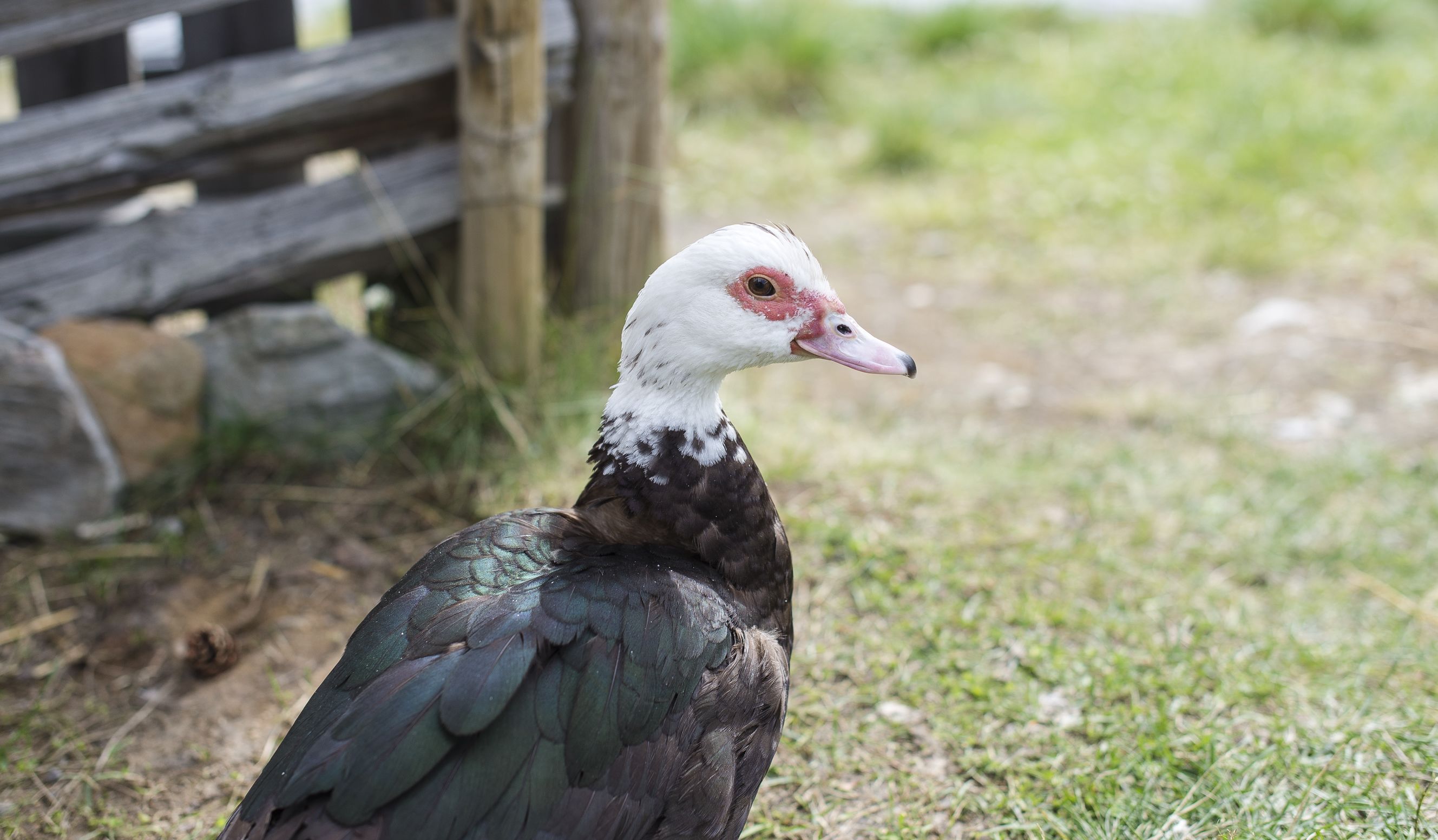 Ein Vogel mit weißen und schwarzen Federn auf Gras stehend.