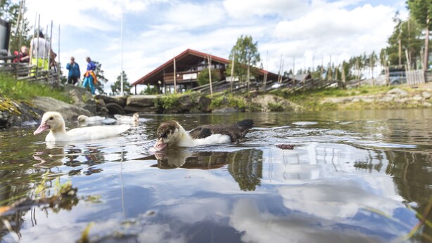 A duck swimming in a pond with a wooden structure and people in the background. - Hytter Dombås (Dovre)