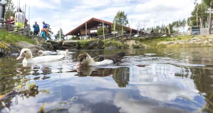 Hytter Dombås
