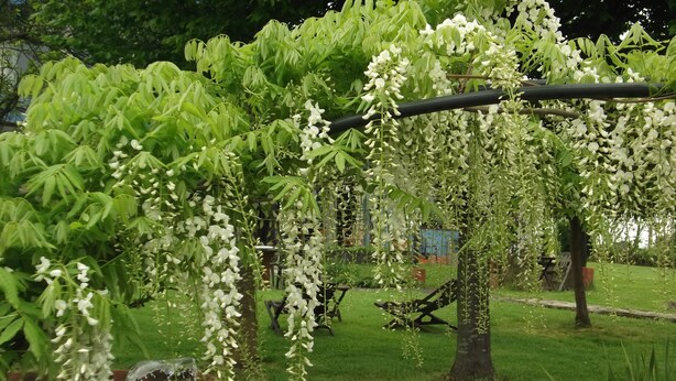 A garden with a pergola covered in white flowers, a stone wall, and a grassy lawn. - Hotel y Apartamentos Son de Mar (Villaviciosa)