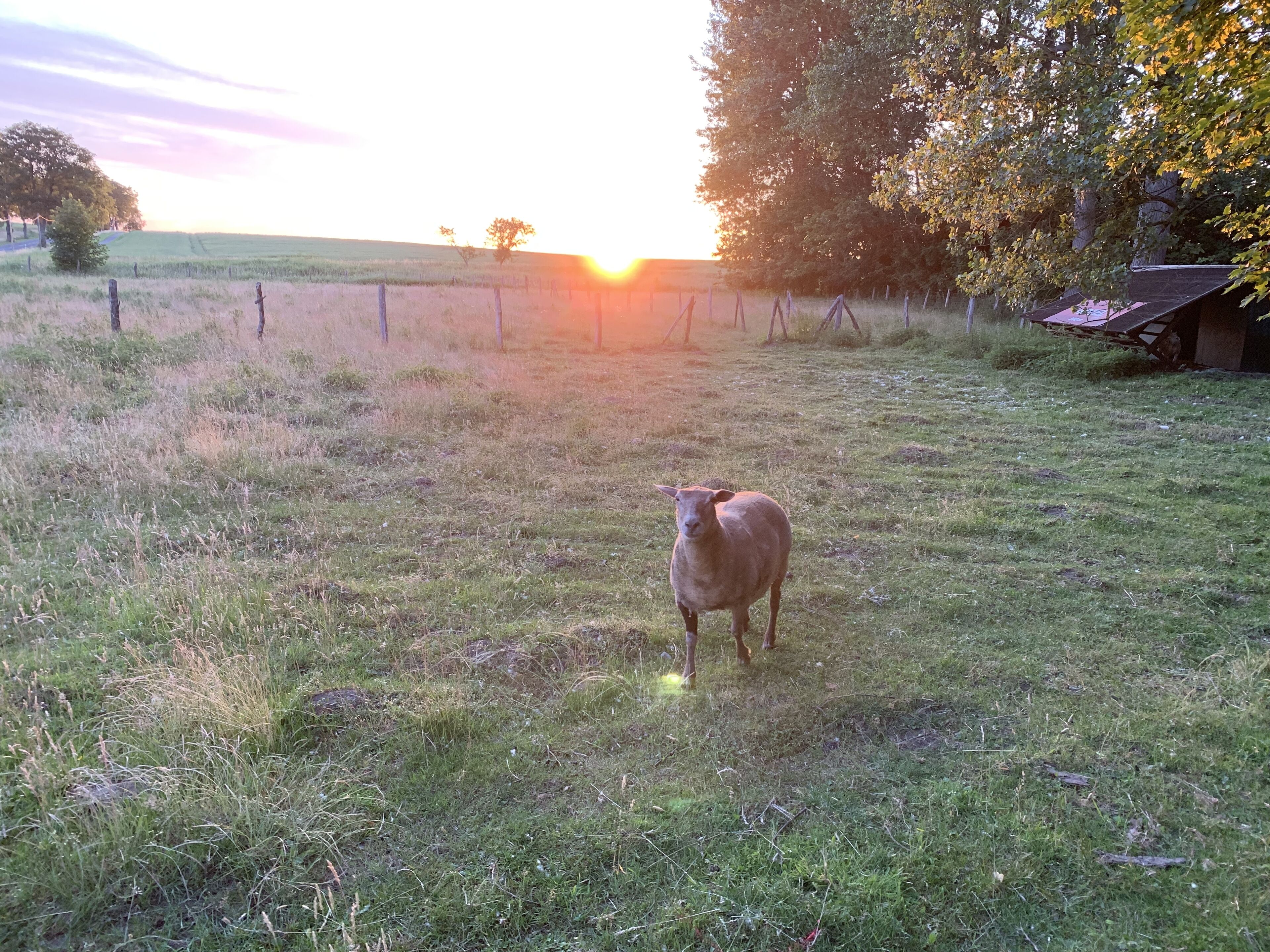 Un campo cubierto de hierba con una oveja al frente y un edificio al fondo.