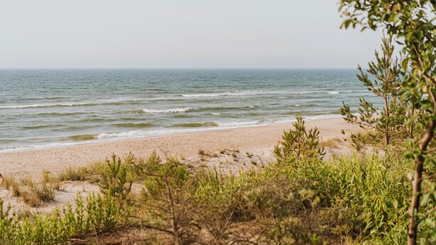 Une plage de sable avec une végétation clairsemée.