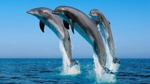 Trois dauphins bondissant hors de l’eau.