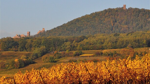 Ein Weinberg mit Rebenreihen und einem Schloss auf einem Hügel im Hintergrund.