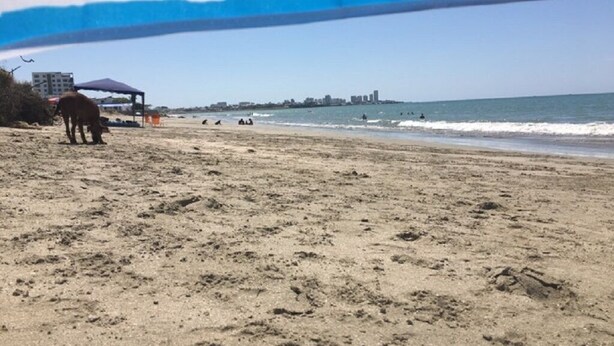 Uma praia com um cavalo, um edifício e um céu limpo.