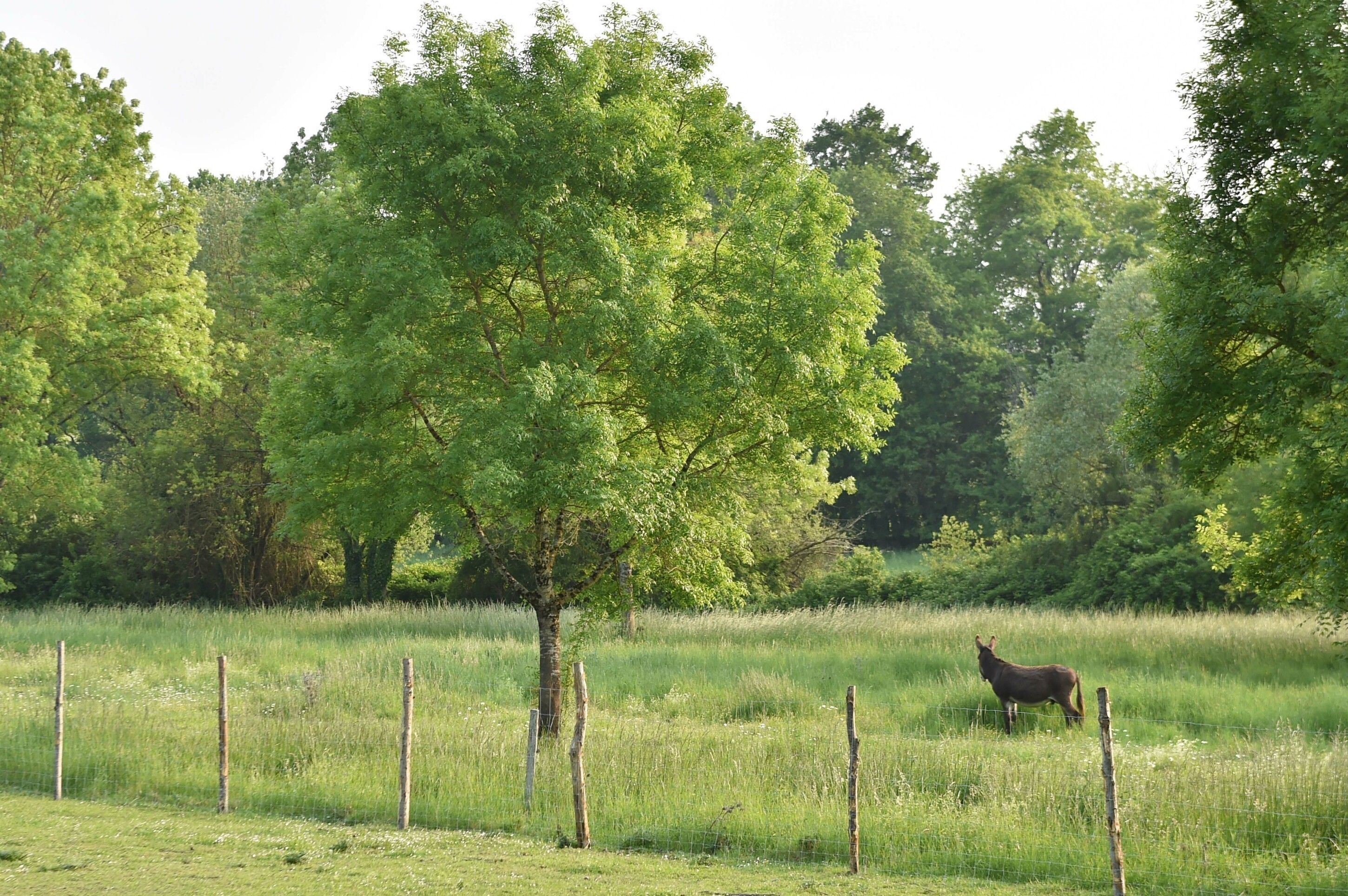 A grassy field with a tree and a fence.