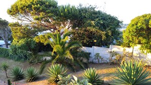 Un jardin où l’on trouve une variété de plantes et d’arbres, notamment un grand palmier et des agaves.