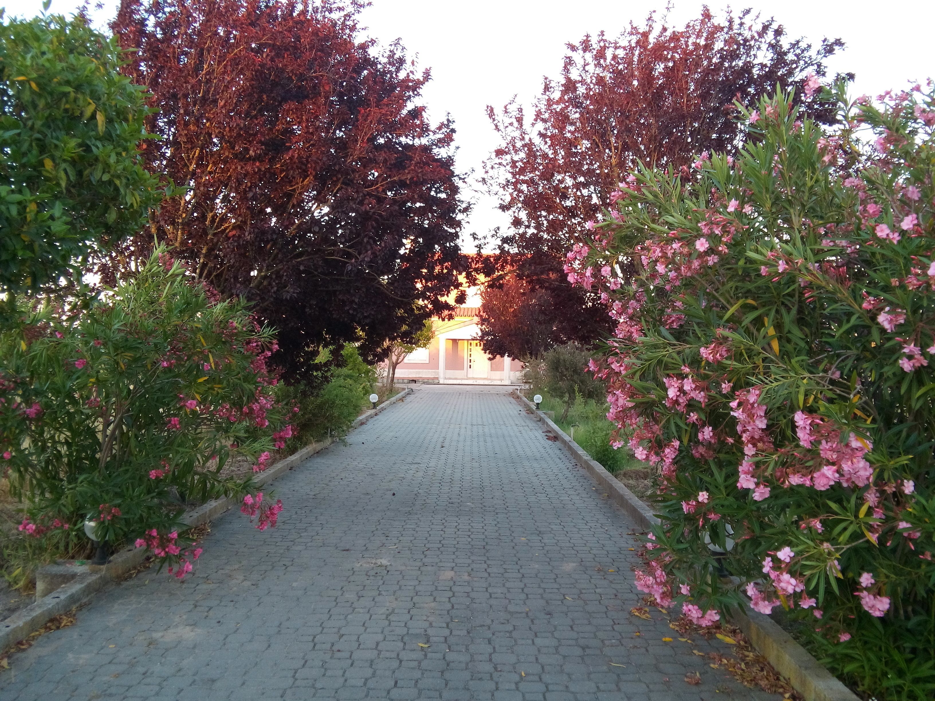 A paved pathway flanked by flowering shrubs and trees, leading to a building with a yellow facade.
