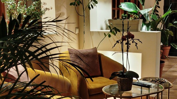 A living room with a sofa, a coffee table, and a hanging plant.