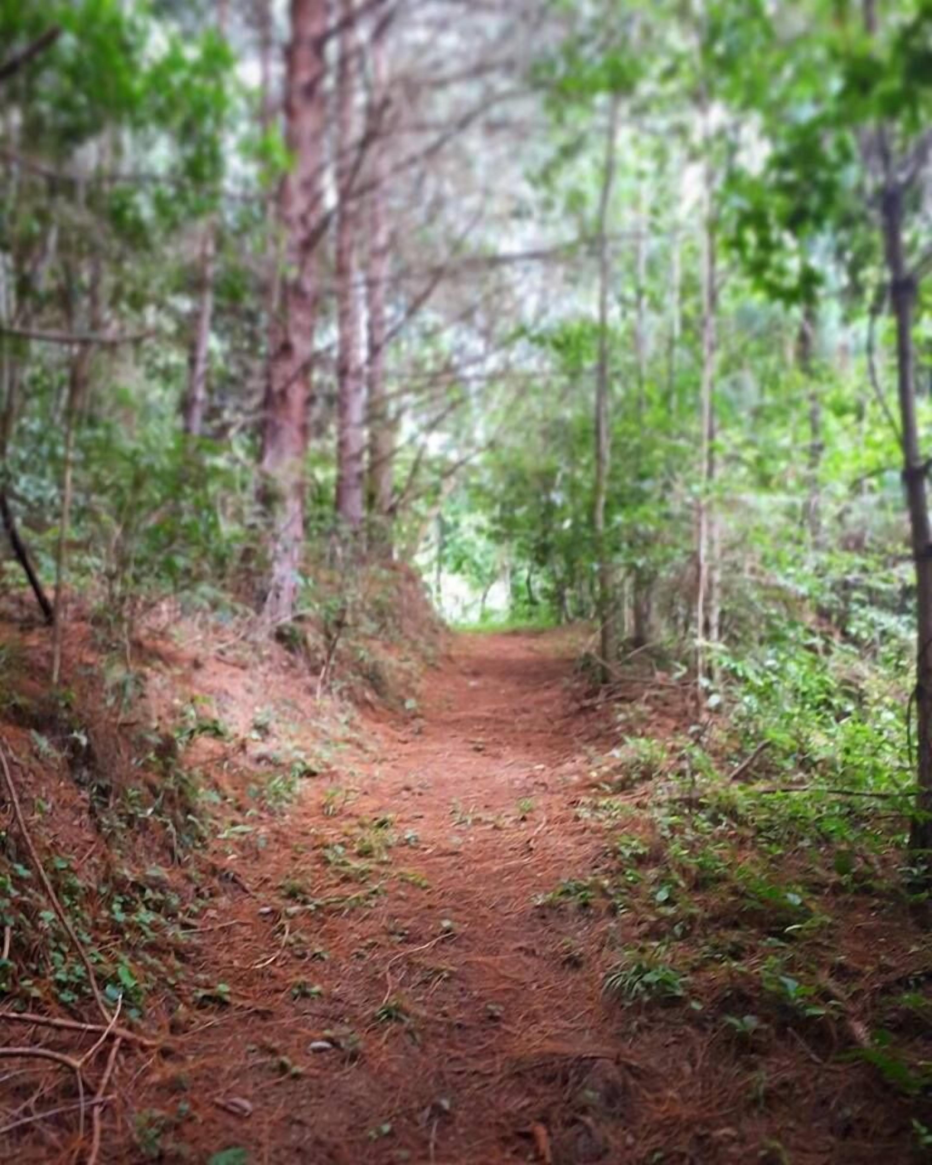Un sendero en el bosque, rodeado de árboles y maleza.