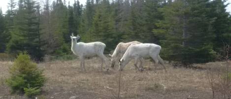 Un groupe de cerfs blancs dans une zone boisée où l’herbe est clairsemée.
