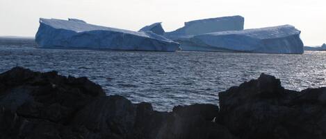 Una costa rocosa con grandes icebergs al fondo.
