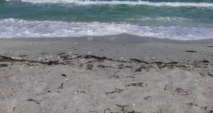 Come out and enjoy a tropical paradise by the gulf.