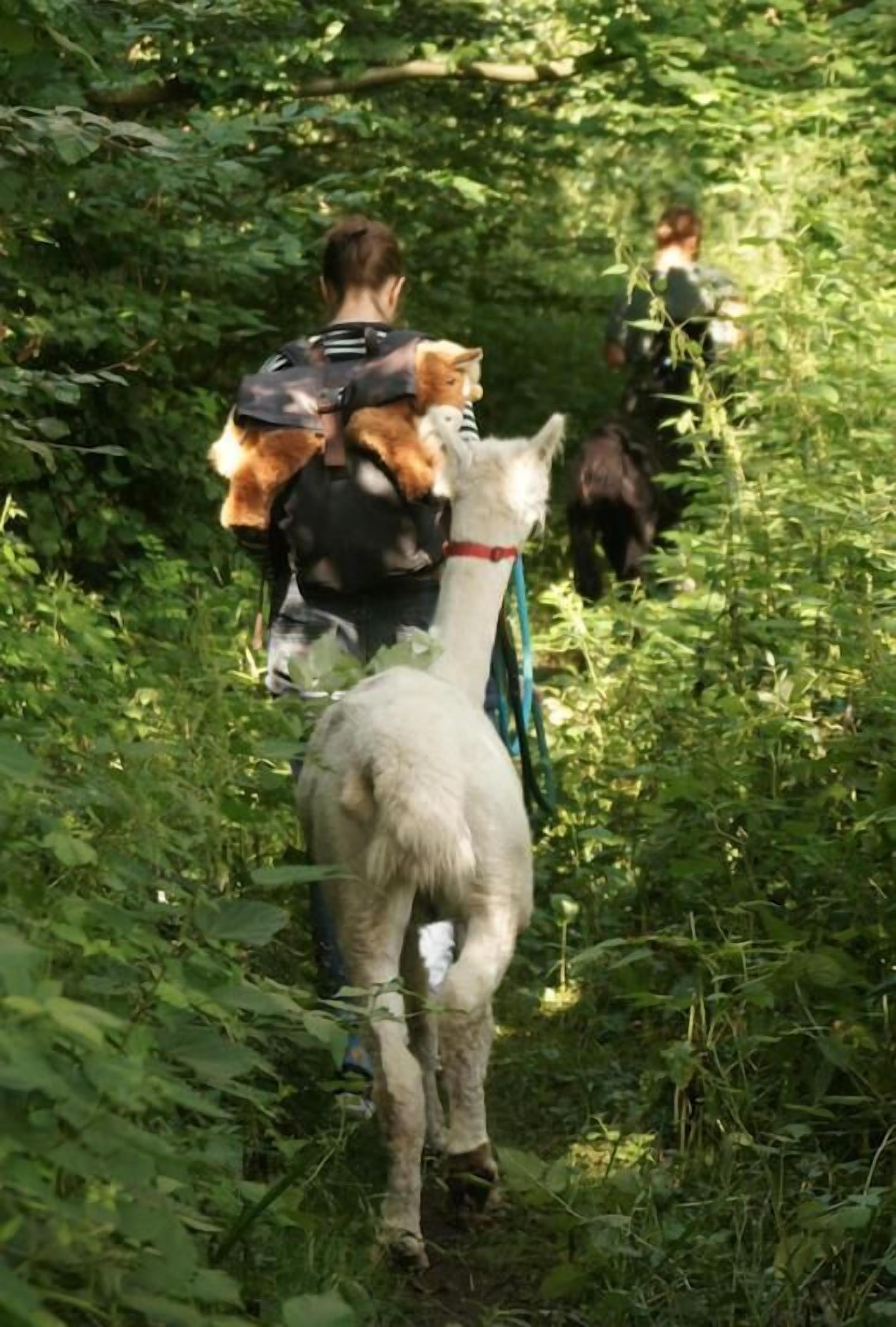 Une personne promène un chien en laisse dans une zone boisée.