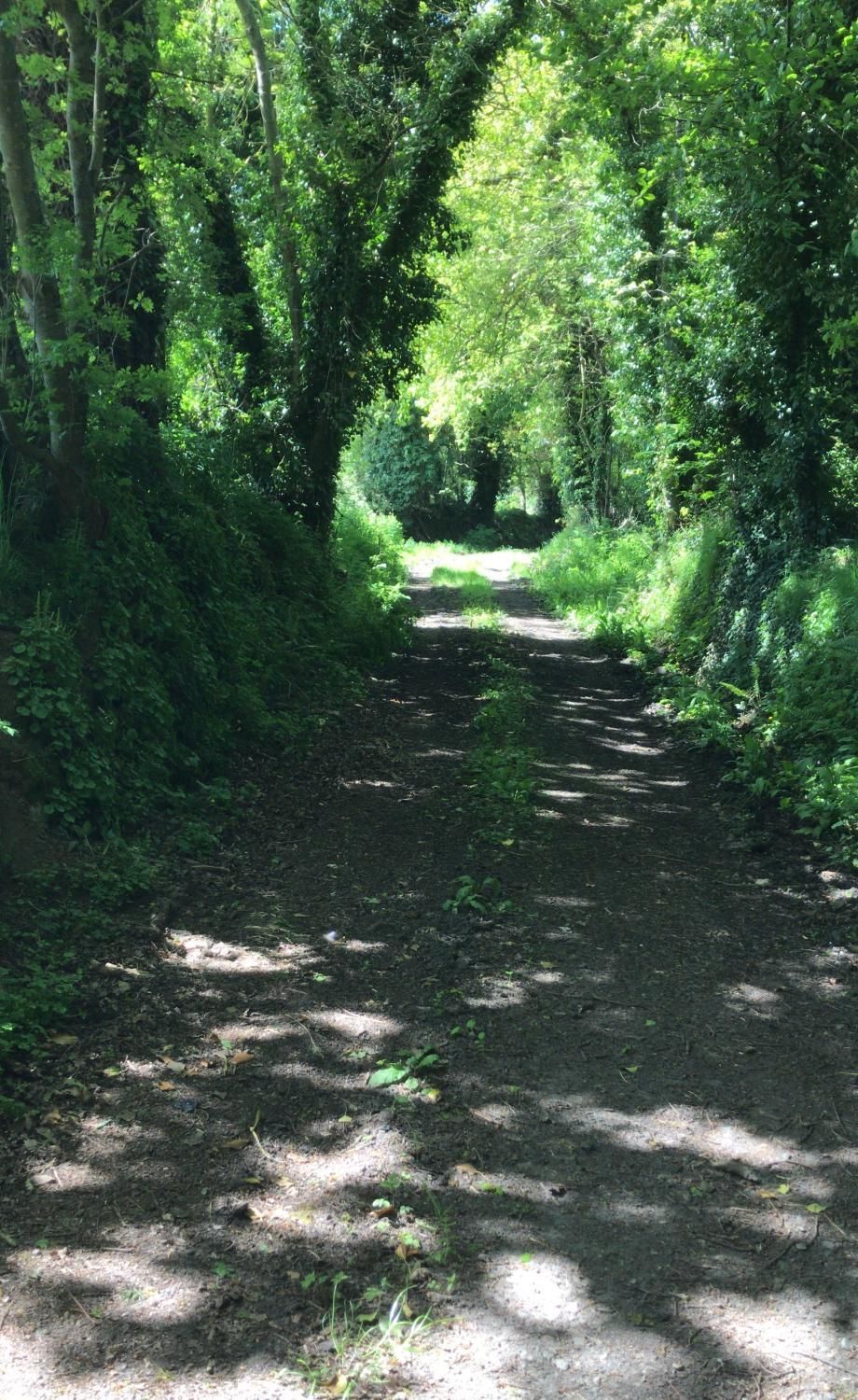 Ein schmaler Waldweg, umgeben von dichtem Grün.
