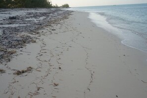 A beach with sand and seaweed, a calm sea, and trees in the background. - Baldwin Camp Rental Properties House #2, is located in North Caicos, TCI (North Caicos)