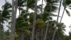 A tropical setting with tall palm trees and a paved area.