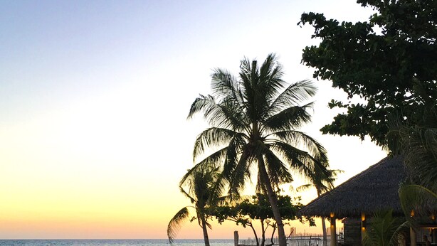 A beach with a palm tree and a thatched-roof structure.