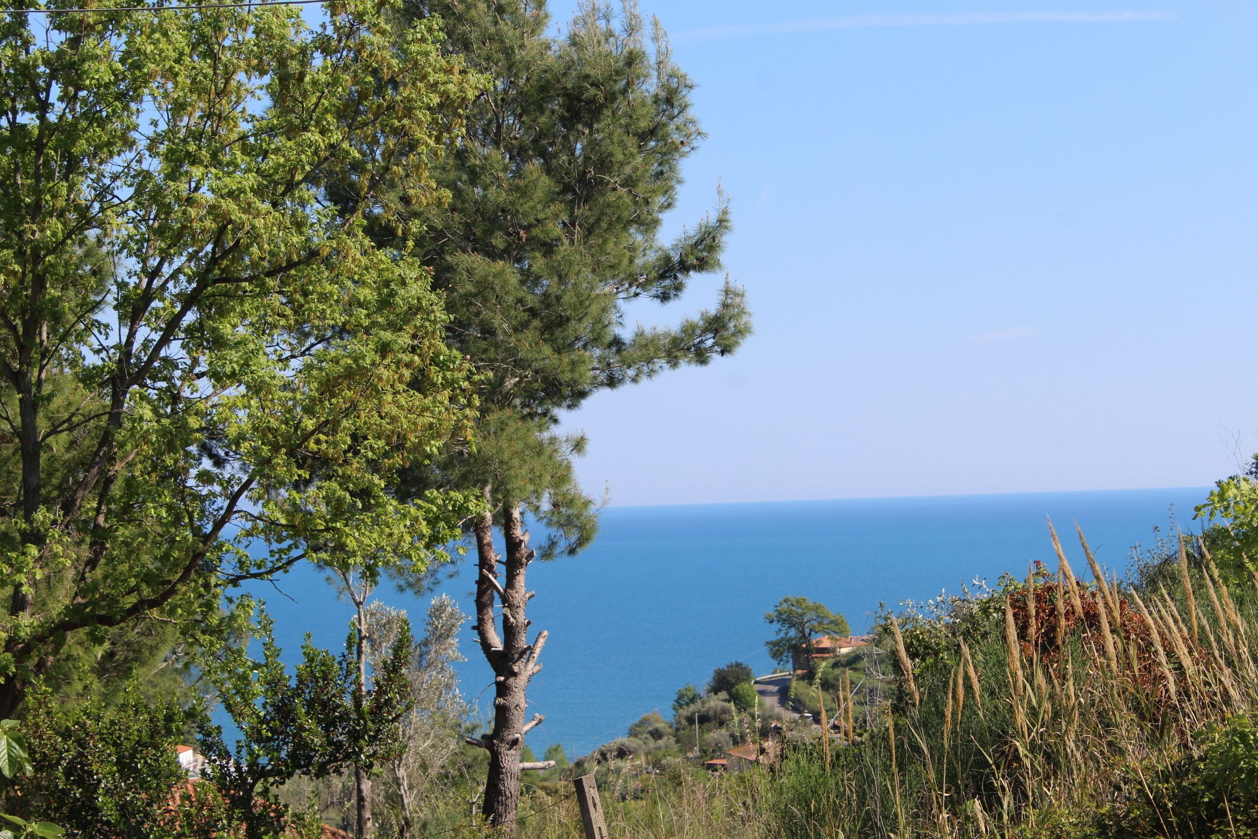 A coastal landscape with trees and a view of the sea.